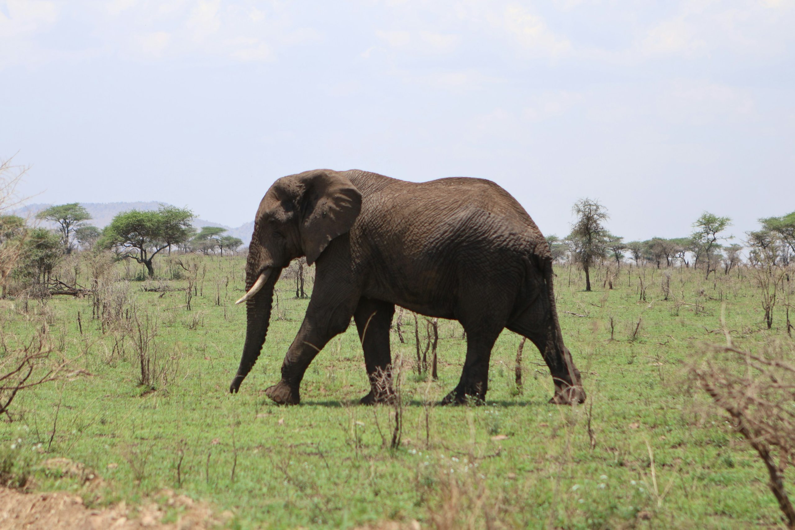 Ambiere Safaris