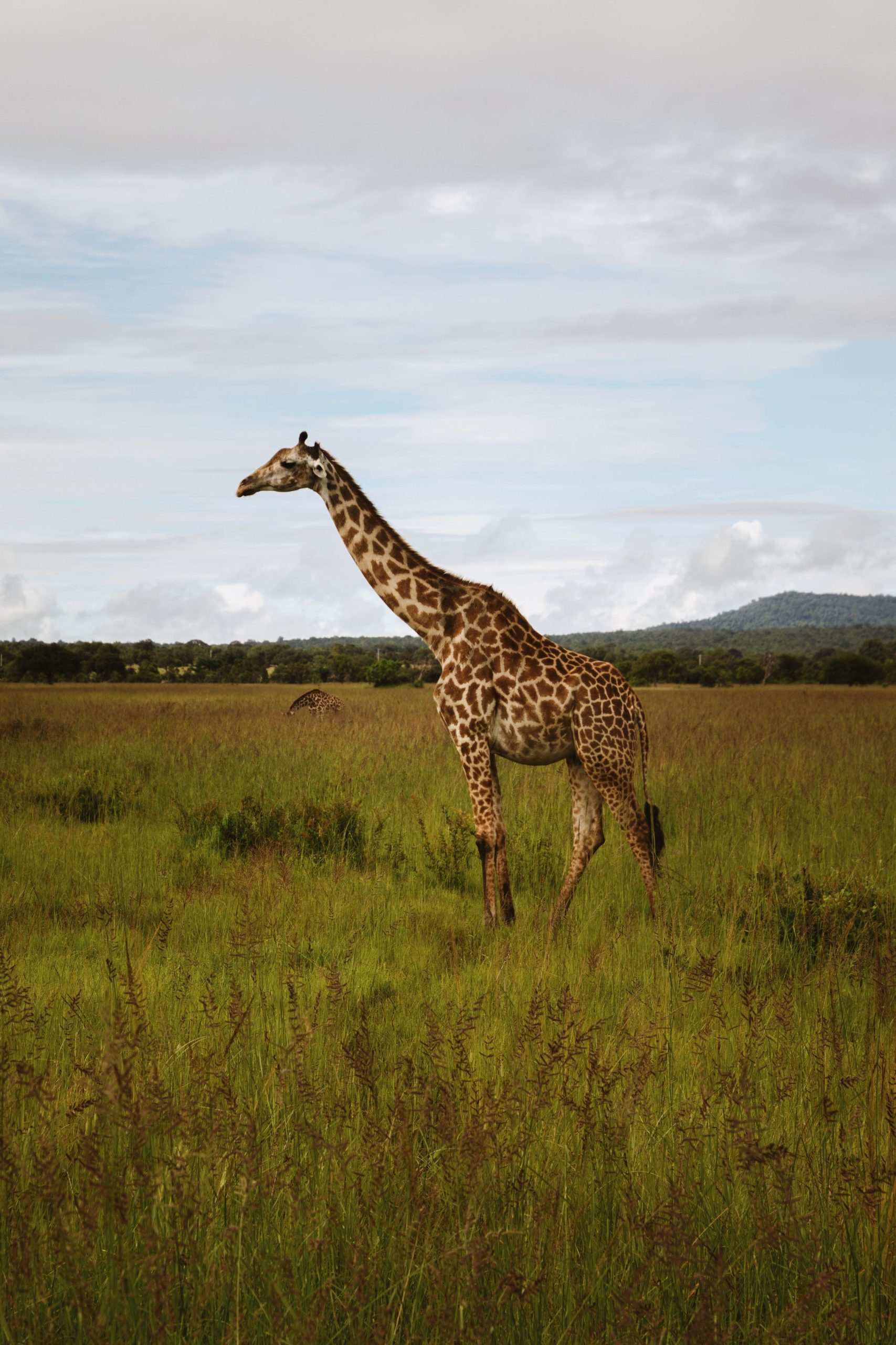 Mkomazi National Park