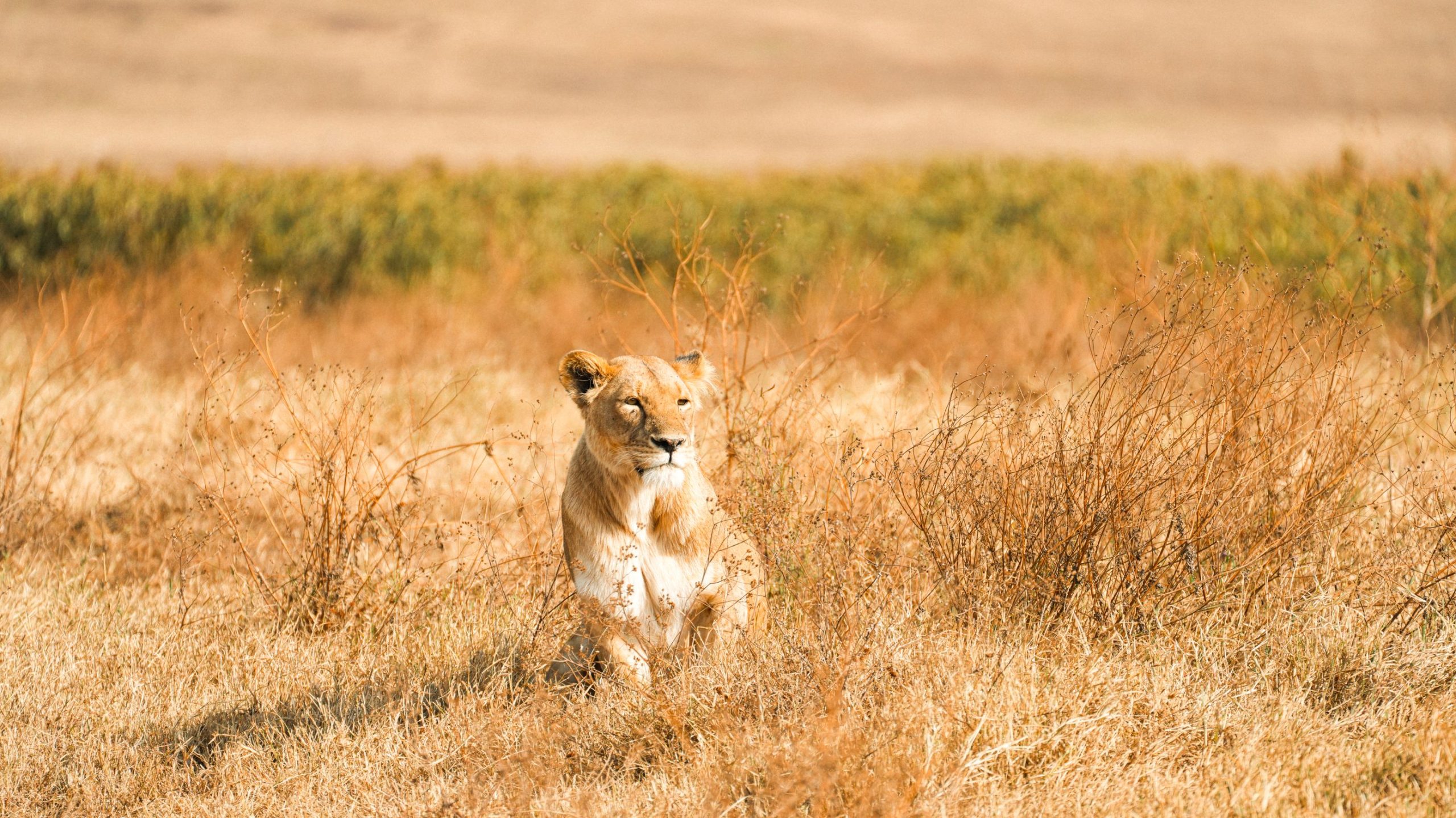 Safari