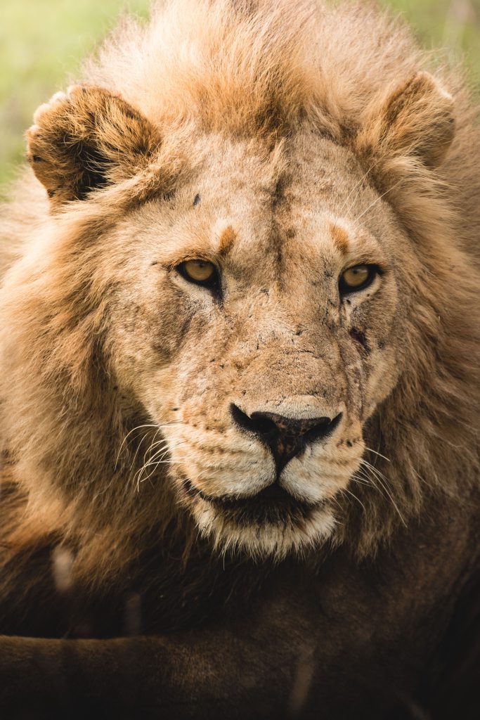 Male lion resting in Tanzania Serengeti