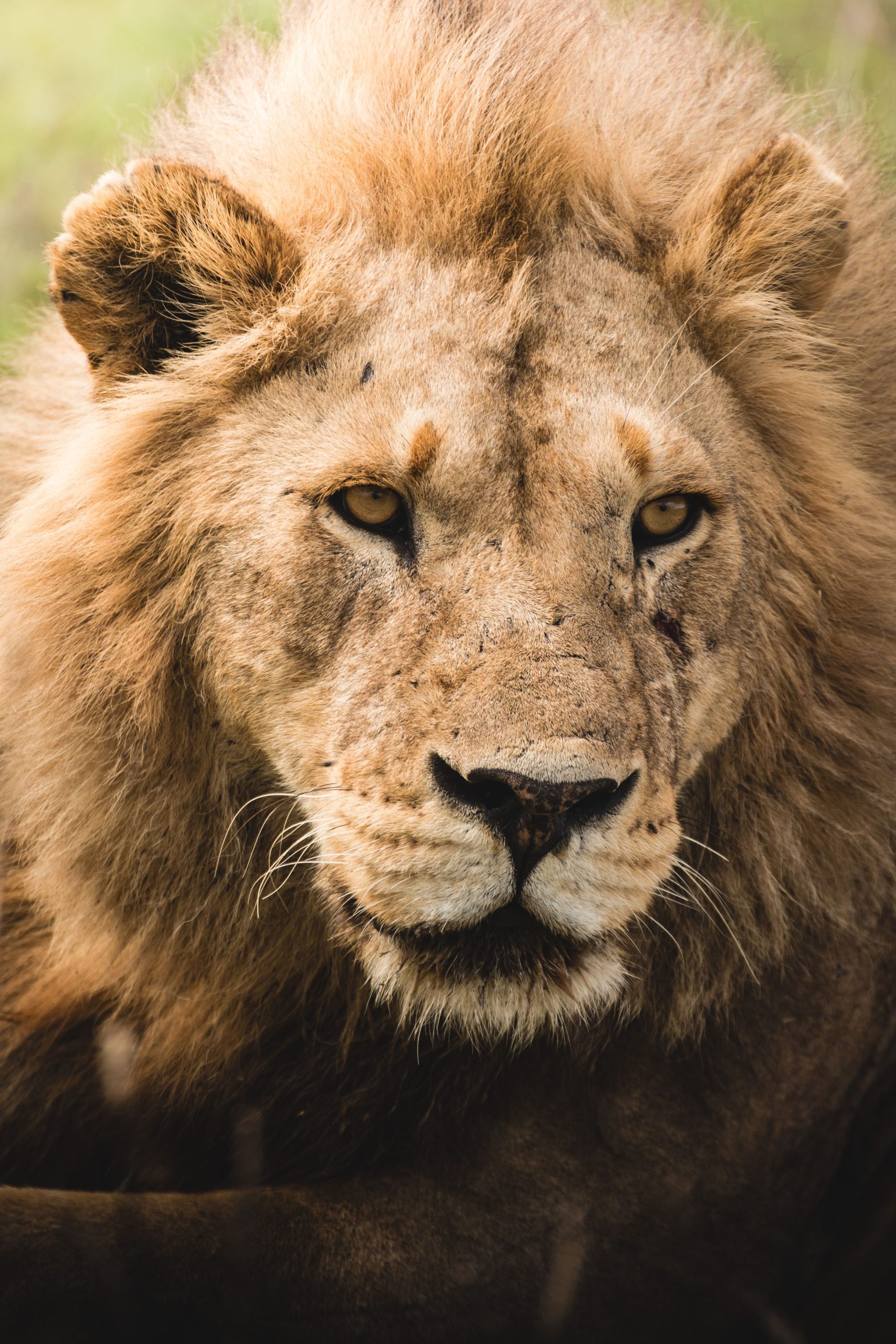 Classic Tanzania Safari