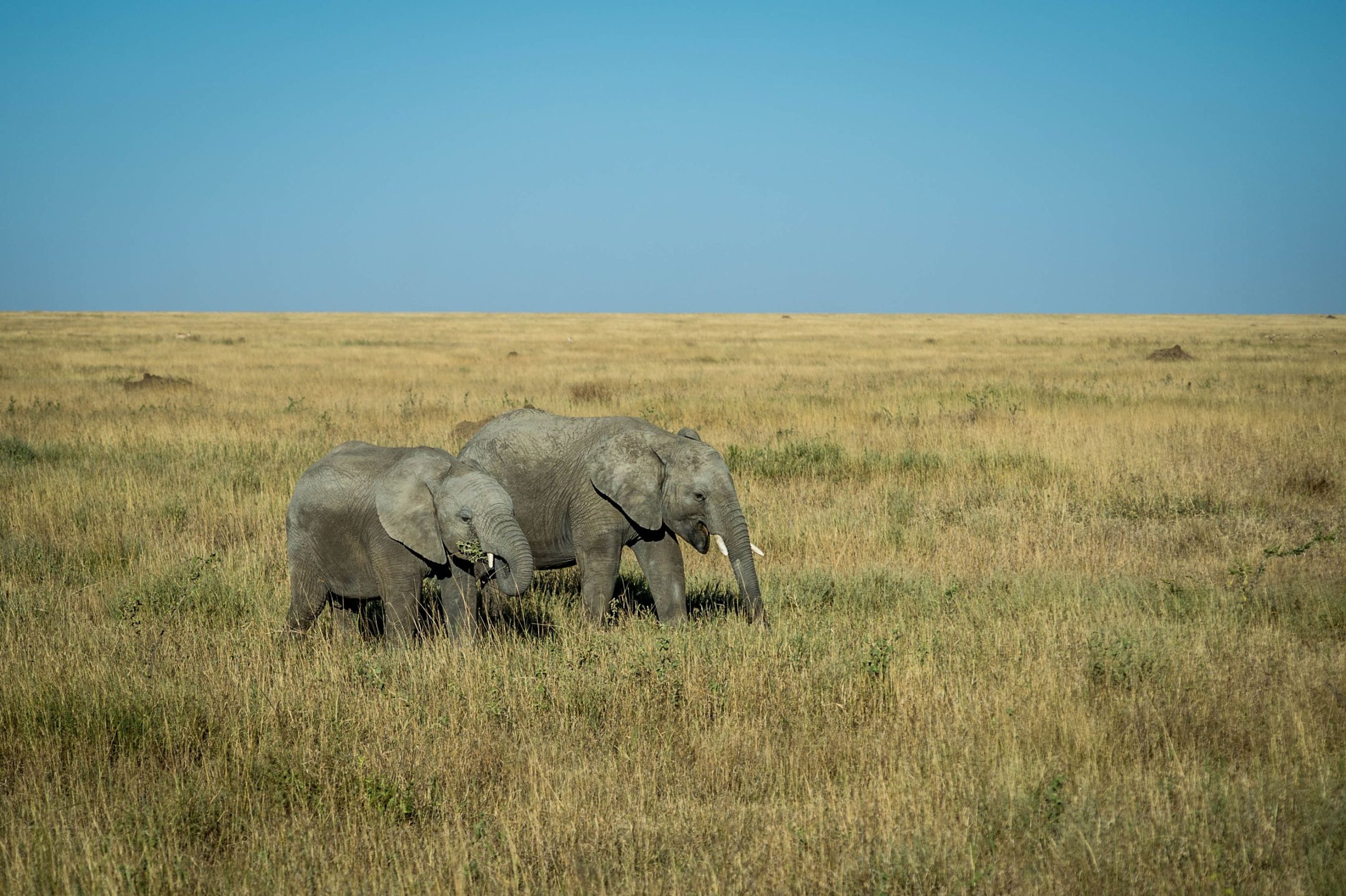 Ngorongoro Conservation Area