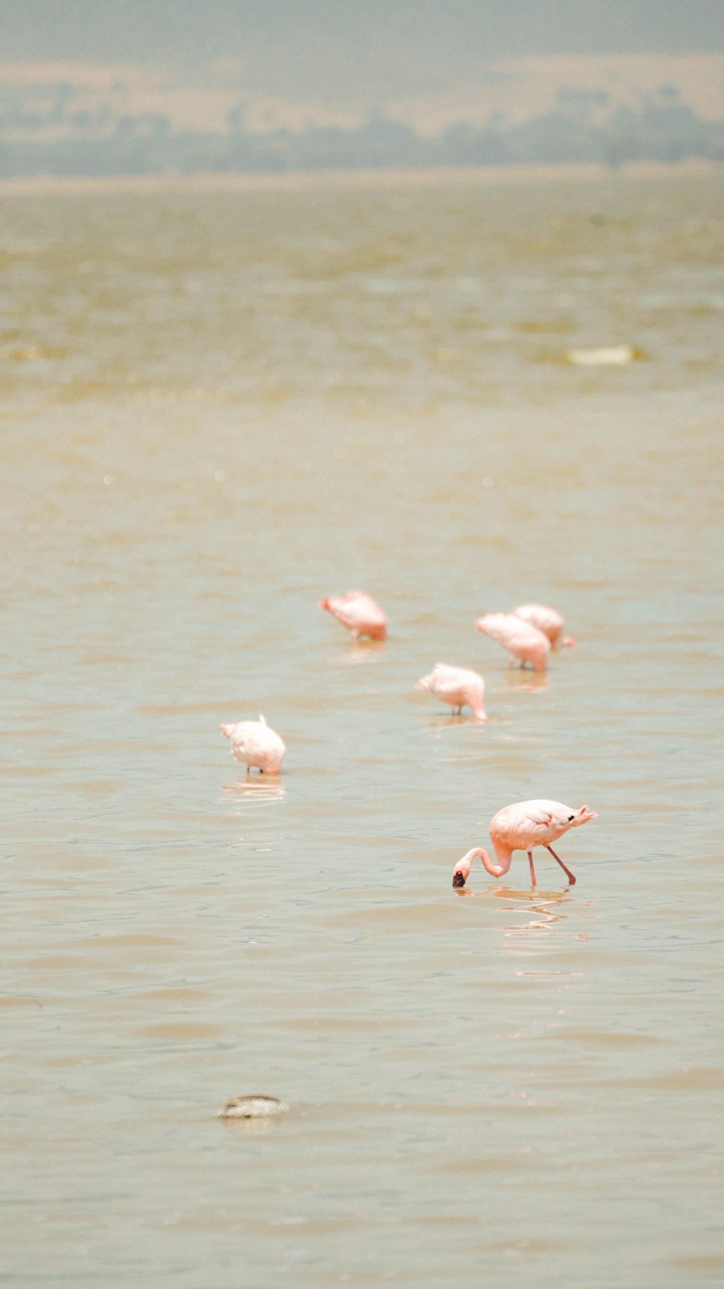 Lake Natron